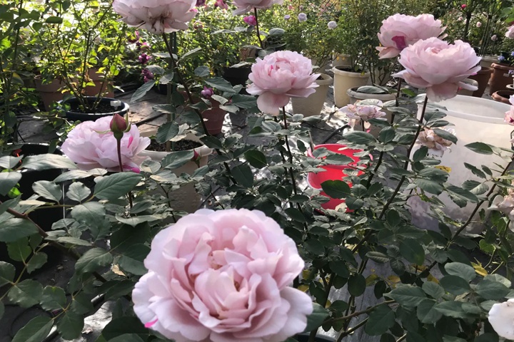 1721802117702488.jpg 伊芙6号月季又叫什么
