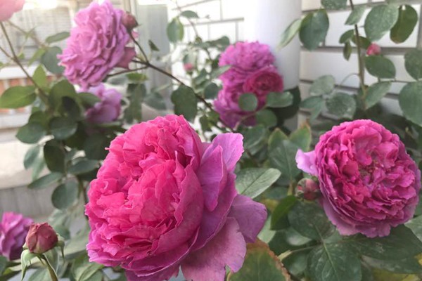 1721869778885008.jpg 芳香花园和胭脂香水哪个香