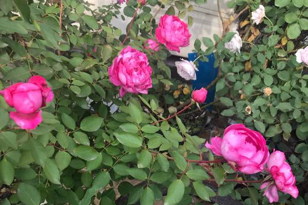 1721869998324560.jpg 伊芙胭脂香水的叶子特点