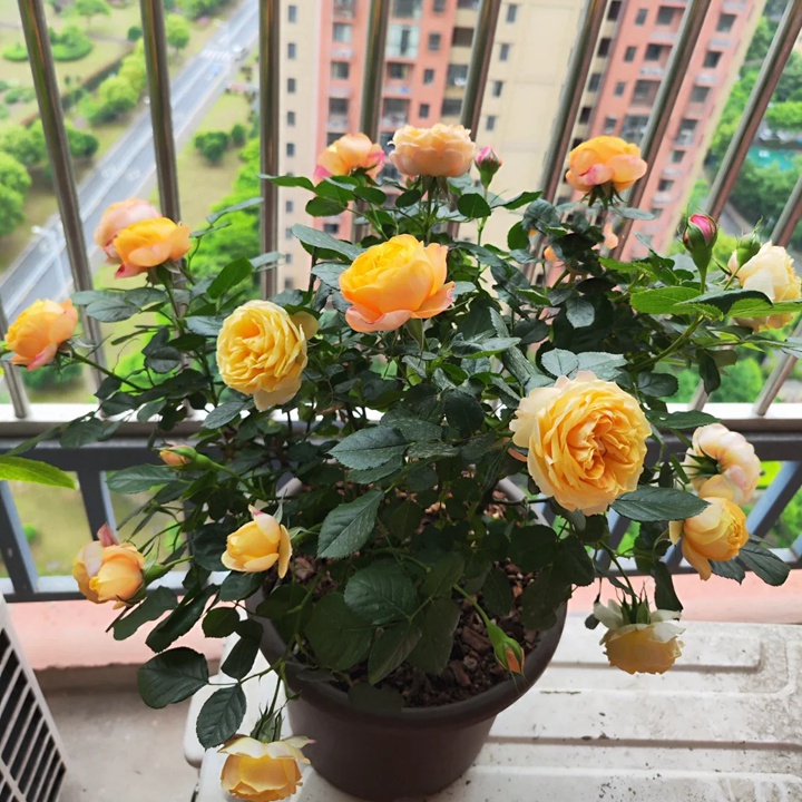 1721980126363910.jpg 浪漫宝贝一年开几次花
