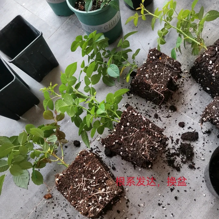 1722039615534230.jpg 夏季移栽月季的注意事项分享