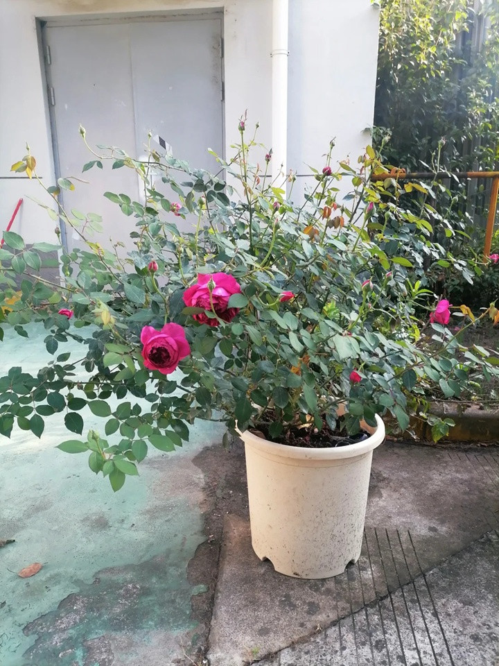 1722049530339625.jpg 秋日胭脂阳台能养吗