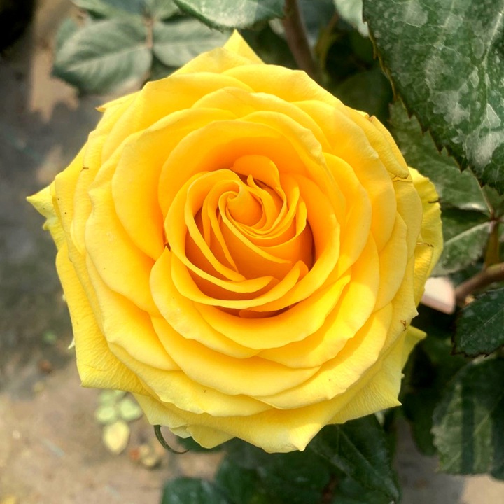 1722218563521197.jpg 黄油月季一年能开几次花