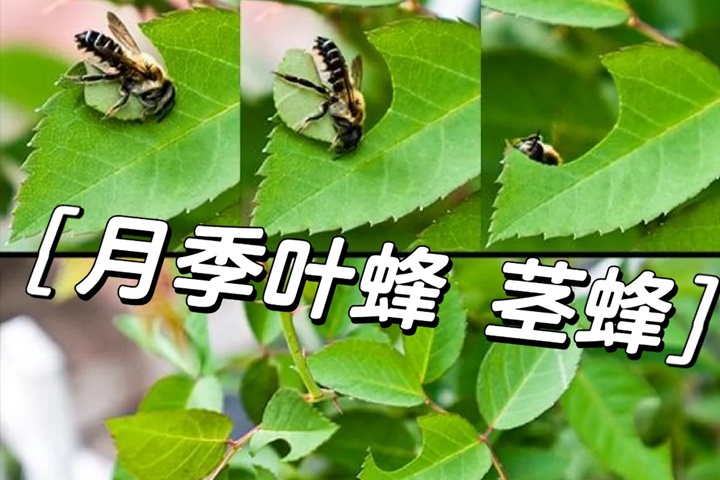 1722299994122545.jpg 月季喷什么药可以防切叶蜂