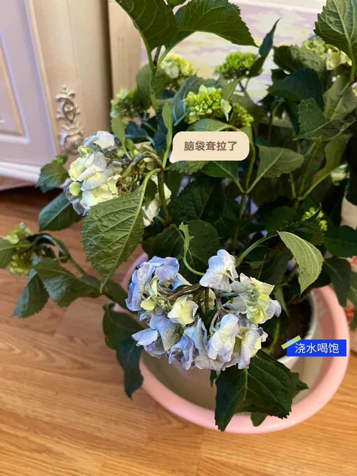 1722301129519885.jpg 绣球花买回来两天就蔫了