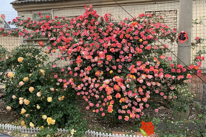 1722385855450788.jpg 月季是草本还是木本植物