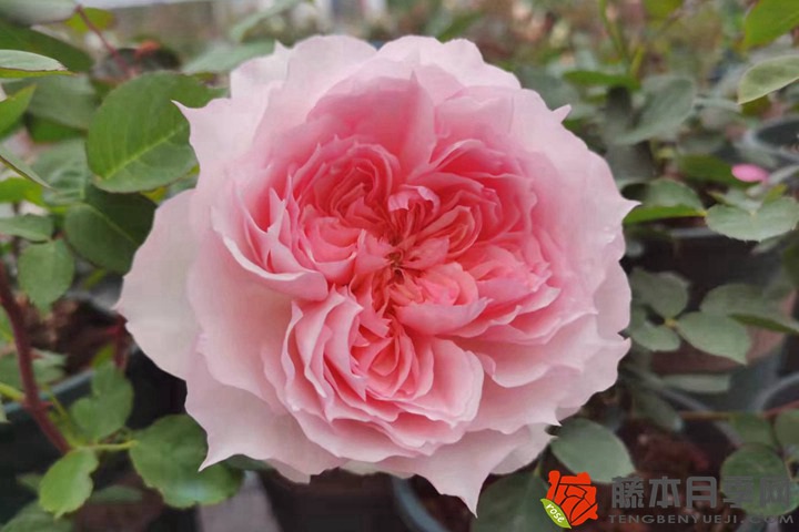 1722388048229649.jpg 月季花栽培的详细技术要点分析