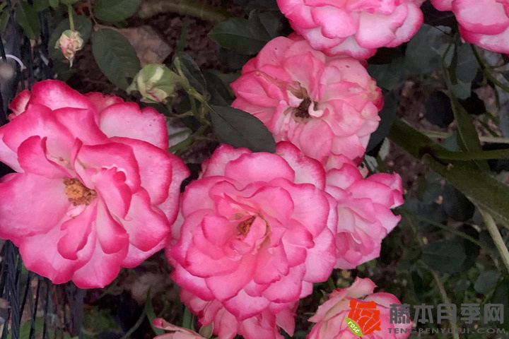 1722388048607879.jpg 月季花栽培的详细技术要点分析