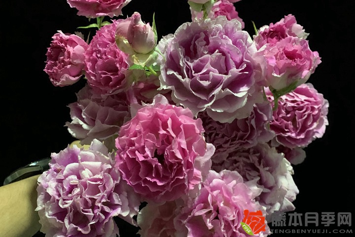 1722405848264831.jpg 月季花喜欢什么肥料