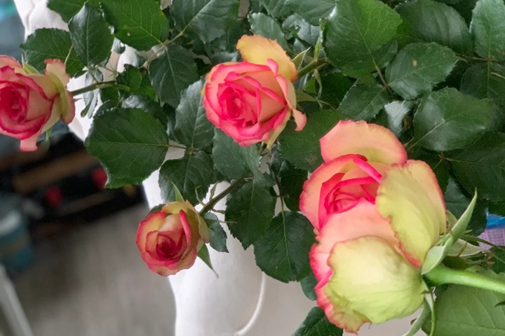 1722475810335927.jpg 梦露单花花期多久