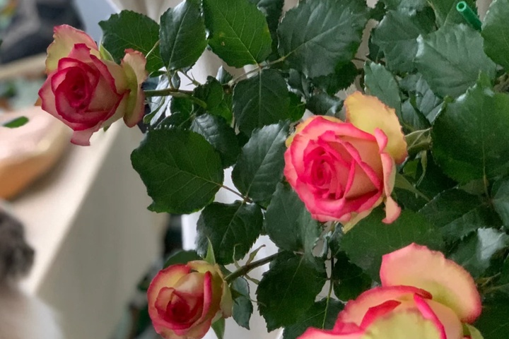 1722475810557071.jpg 梦露单花花期多久