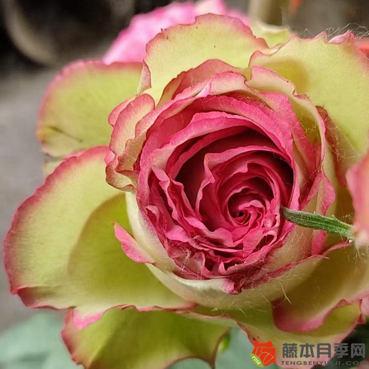 1722476425786060.jpg 梦露和佛罗里达是一个品种吗
