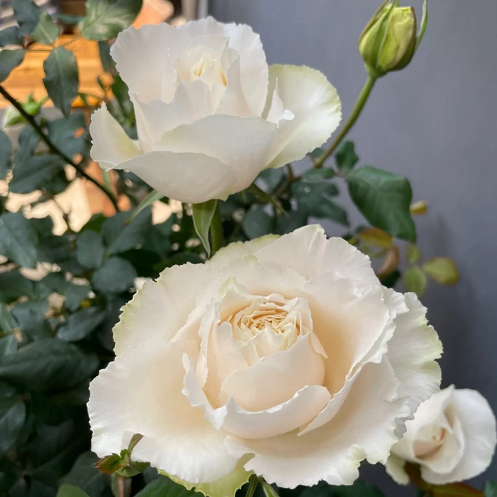 1722478857189630.jpg 伊芙白雪公主月季有哪些别名