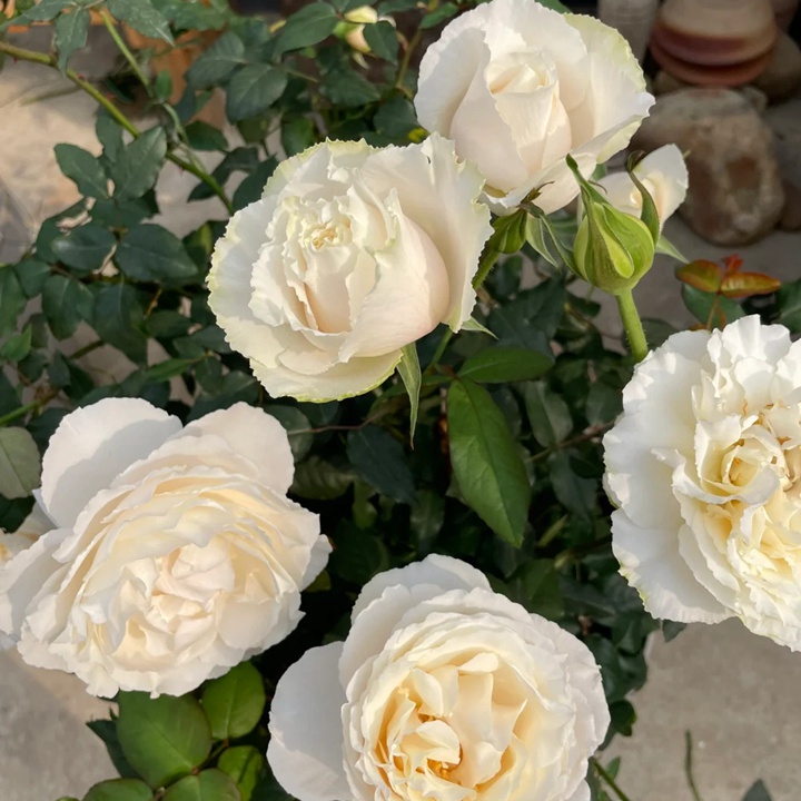 1722478857295425.jpg 伊芙白雪公主月季有哪些别名