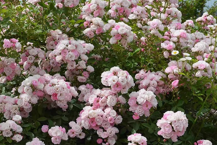 1722492149235976.jpg 呼吸香水月季一年开几次花