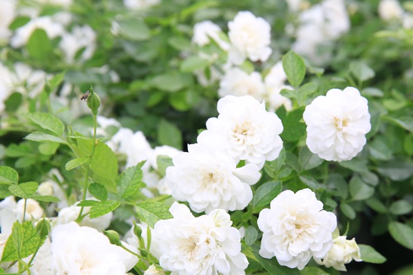 1722563831625509.jpg 花朵很小的月季花都有哪些品种