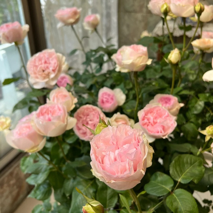 1722582808945019.jpg 乙女心长高了怎么修剪