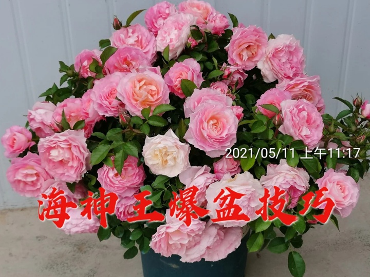 1722652877861746.jpg 海神王阳台月季好养吗