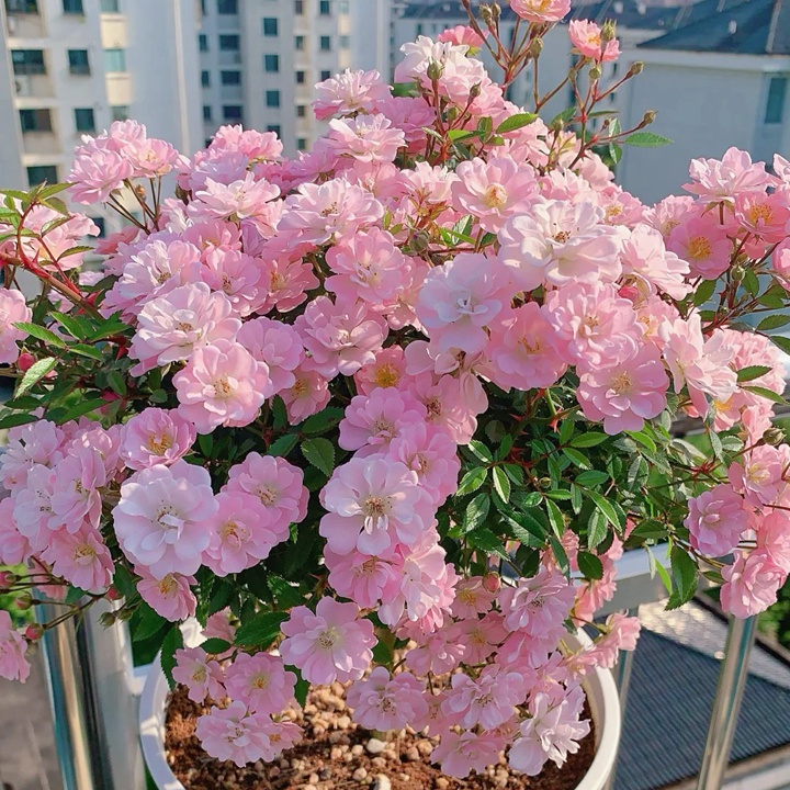 1722666257106196.jpg 樱坂