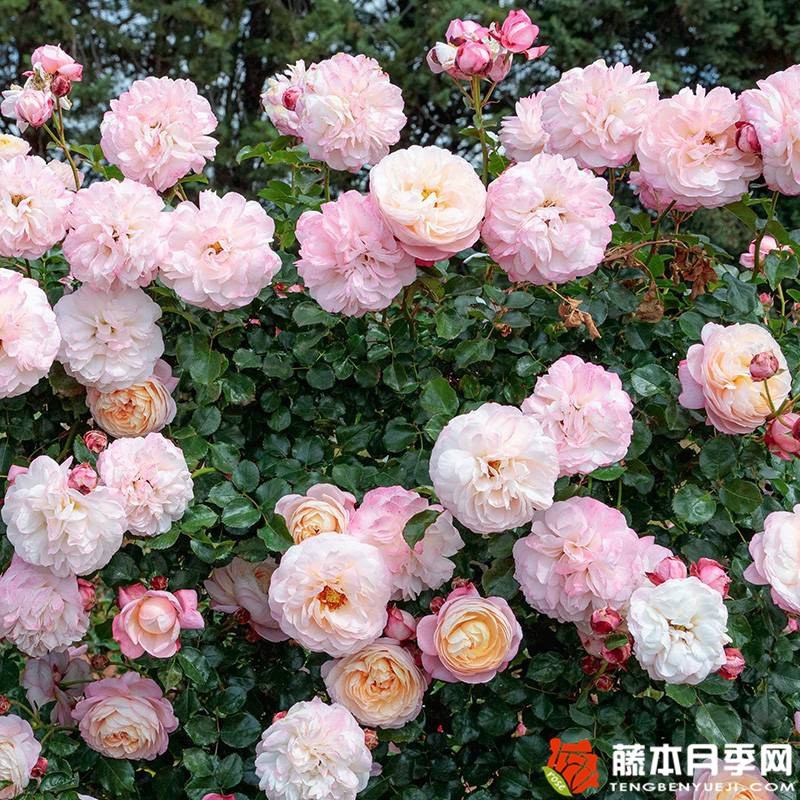 1722667774830469.jpg 彩笔浪漫月季怎么样?