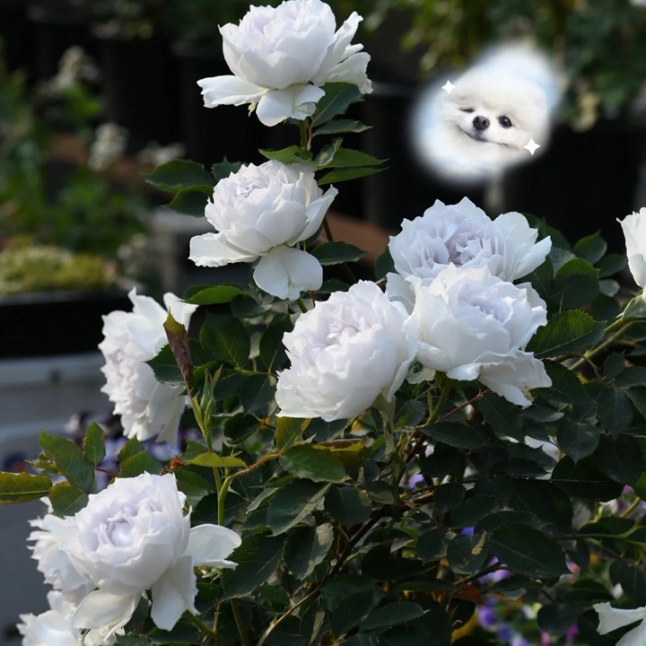 1723257789260934.jpg 加百列大天使月季的种植方法