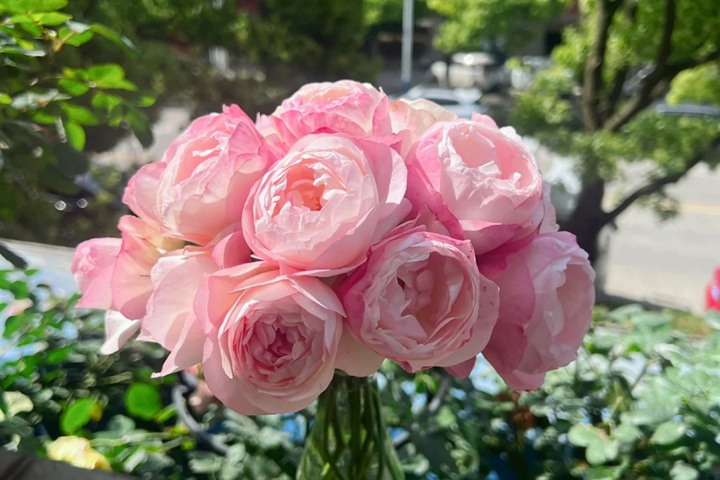 1723531227649834.jpg 草莓杏仁饼一直不谢怎么办