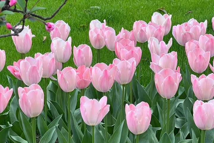 1723616182357135.jpg 郁金香花期是几月份,什么时候开花