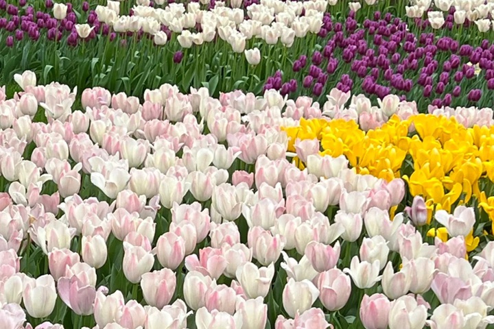 1723616182420023.jpg 郁金香花期是几月份,什么时候开花