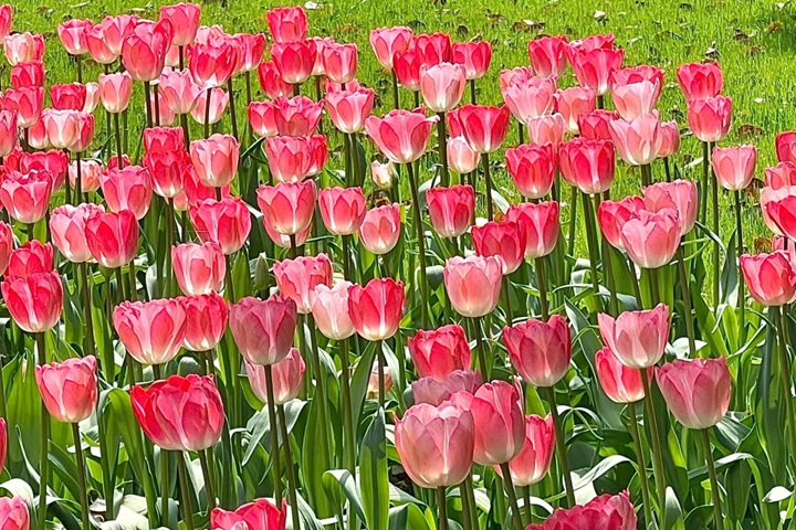 1723616182694840.jpg 郁金香花期是几月份,什么时候开花