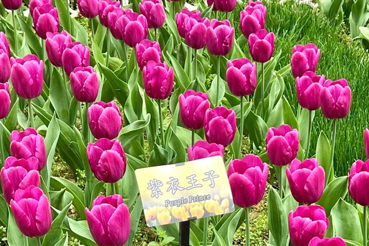 1723616182710327.jpg 郁金香花期是几月份,什么时候开花