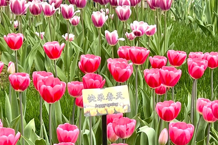 1723616182714313.jpg 郁金香花期是几月份,什么时候开花