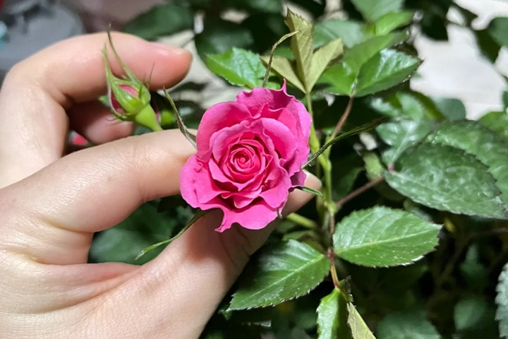 1723618994295609.jpg 新皇后月季花什么样子