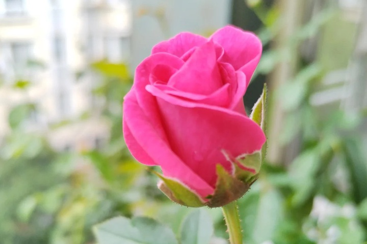 1723618994297855.jpg 新皇后月季花什么样子