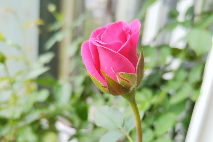 1723618994403213.jpg 新皇后月季花什么样子
