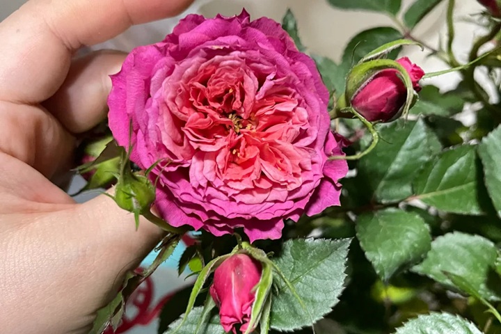 1723618994753229.jpg 新皇后月季花什么样子