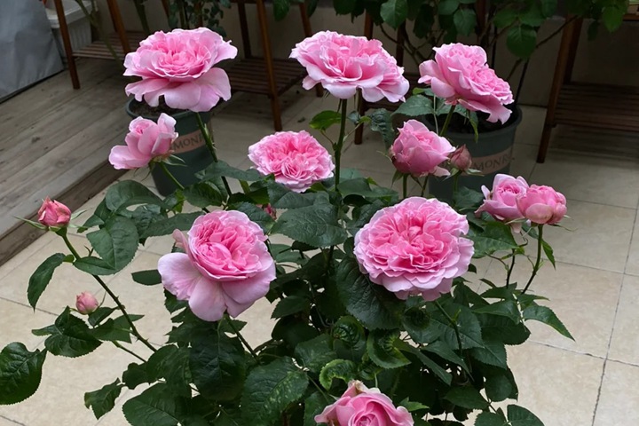 1723777058276122.jpg 米兰达阳台盆栽切花月季