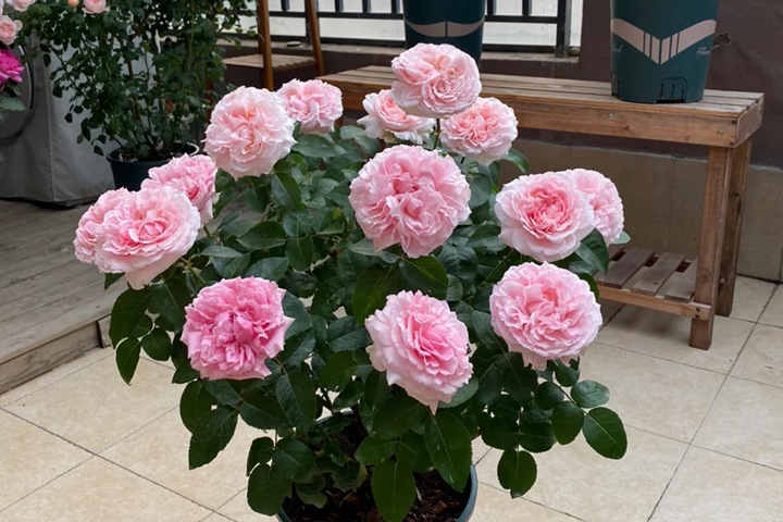 1723777058391651.jpg 米兰达阳台盆栽切花月季