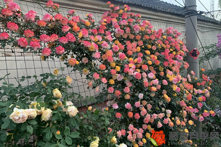 1724030304624989.jpg 爬藤月季一年四季开花吗