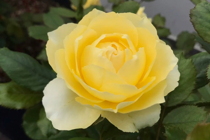 1724052719511287.jpg 小黄鸡月季好养吗,小黄鸡的养护方法