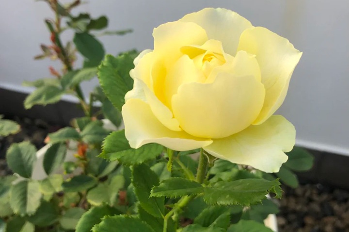 1724052719819062.jpg 小黄鸡月季好养吗,小黄鸡的养护方法