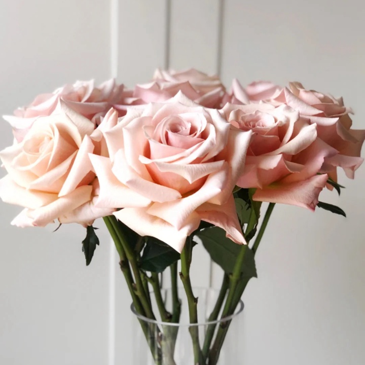 1724221445342426.jpg 珍珠贝母月季花怎么样?