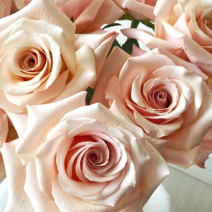 1724221449561145.jpg 珍珠贝母月季花怎么样?