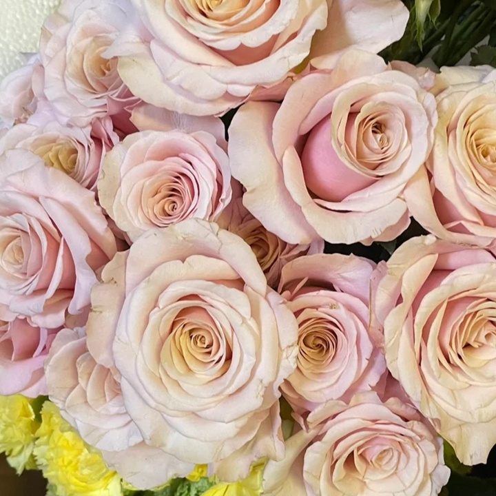 1724221455419539.jpg 珍珠贝母月季花怎么样?