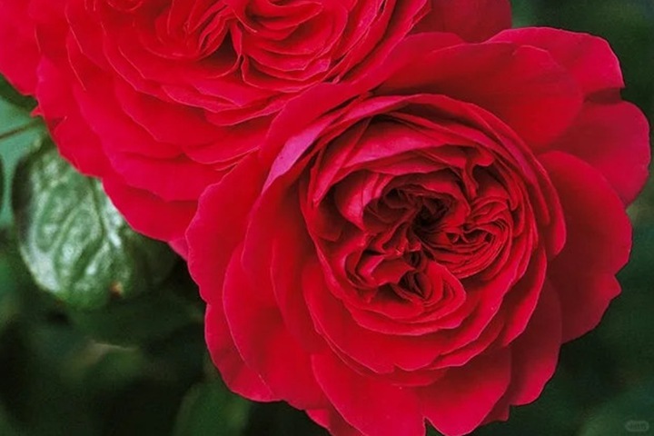 1724222155283288.jpg 红色达芬月季建议买吗
