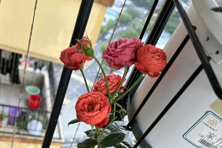 1724292994130032.jpg 朱砂碗月季怎么样,建议买吗