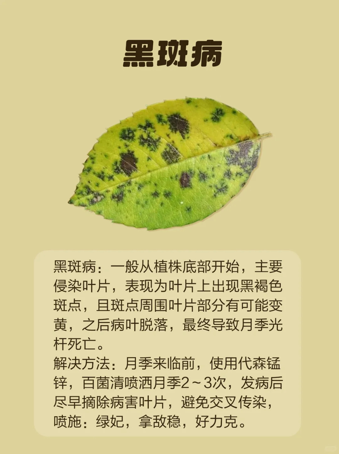 1724293280142487.jpg 月季各种病虫害的叶片症状图片