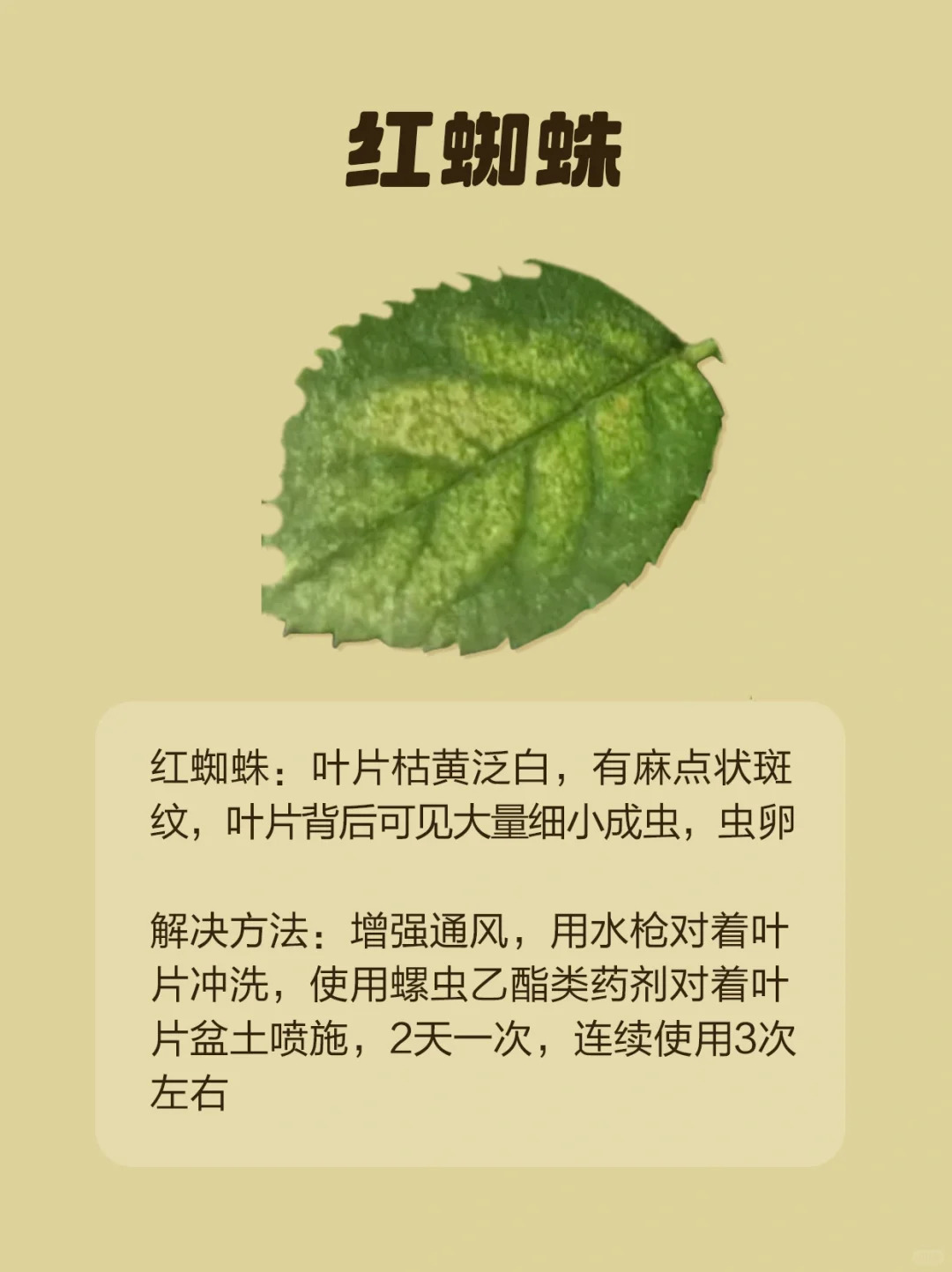 1724293280304478.jpg 月季各种病虫害的叶片症状图片