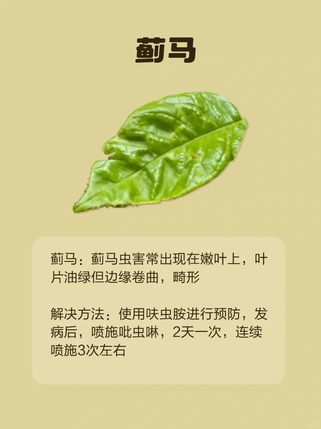 1724293280311299.jpg 月季各种病虫害的叶片症状图片