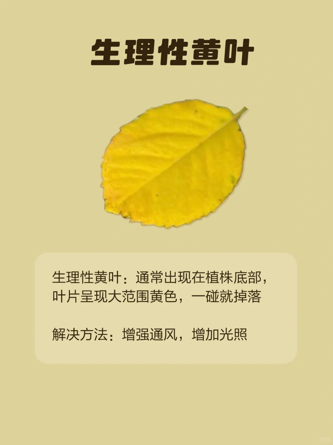1724293280340751.jpg 月季各种病虫害的叶片症状图片