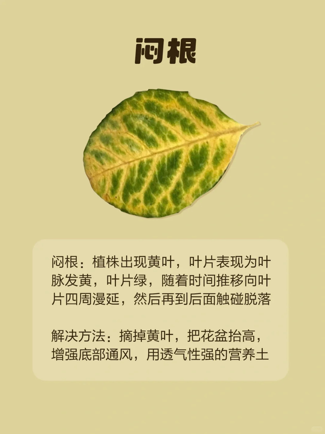 1724293280439296.jpg 月季各种病虫害的叶片症状图片